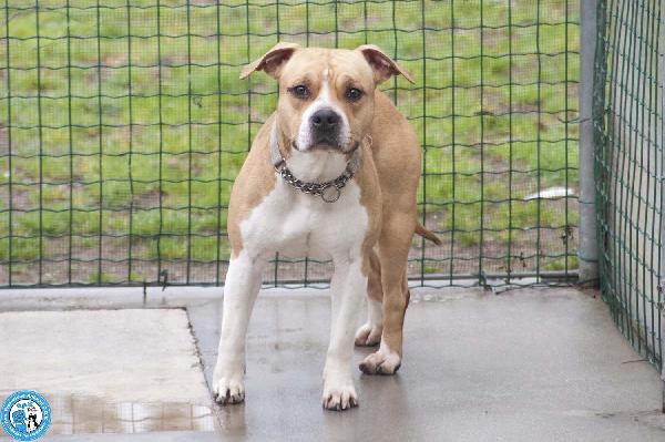 Tuono: un gentilcane in abito da bullo Foto 2